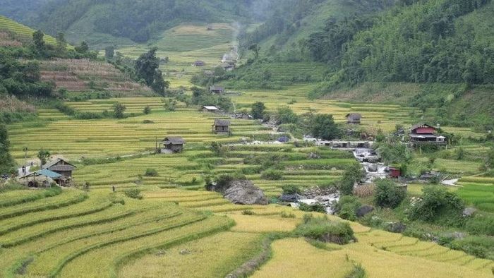 Vẻ đẹp mùa lúa vàng ở Mường Bo.