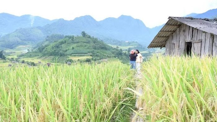 Mùa lúa chín ở Mường Bo thu hút đông đảo người dân và du khách.
