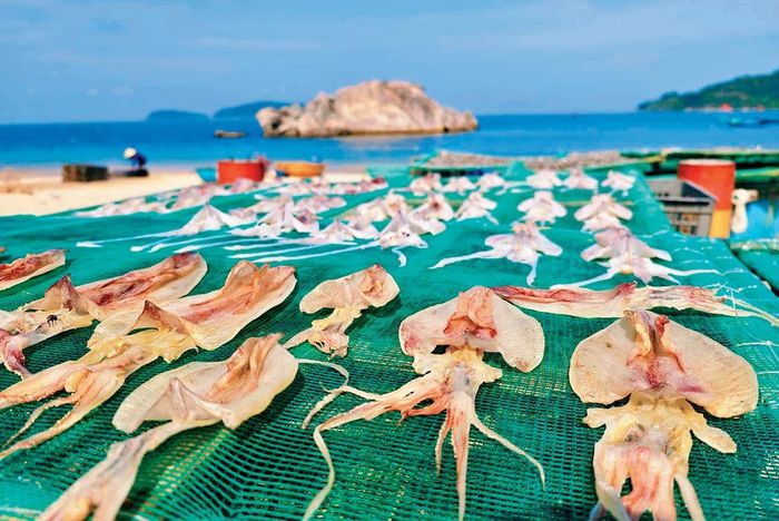 Dưới nắng và gió biển Cù Lao Chàm, mực tươi chỉ cần khoảng 5 giờ phơi là đạt độ khô của mực một nắng
