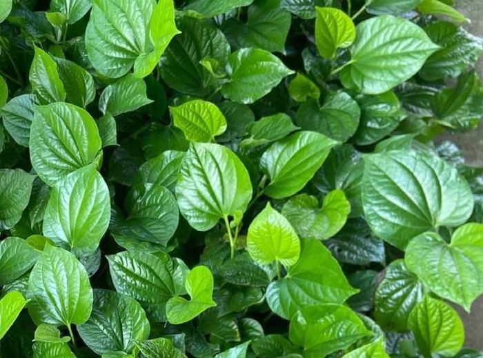 Lá lốt có nhiều công dụng. Ảnh: Hoa Linh.