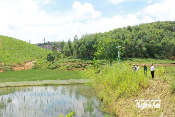 Mô hình trồng lúa kết hợp nuôi ốc bươu đen của anh Nguyễn Hồng Kỳ. Ảnh: K.L