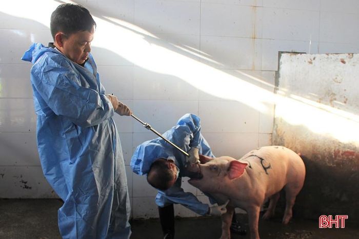 Việc lấy mẫu được triển khai tại 3 cơ sở giết mổ tại phường Hà Huy Tập và xã Cẩm Trung.