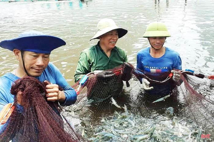 Thu hoạch tôm trong ao nuôi 3 giai đoạn của anh Trần Văn Ân (ảnh tư liệu).