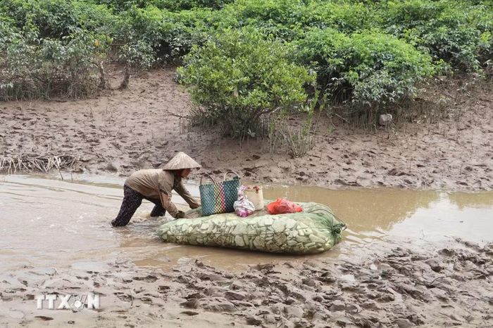 Người dân khai thác các loài thủy sản tự nhiên ở khu vực ven Vườn quốc gia Xuân Thủy. (Ảnh: Thùy Dung/TTXVN)