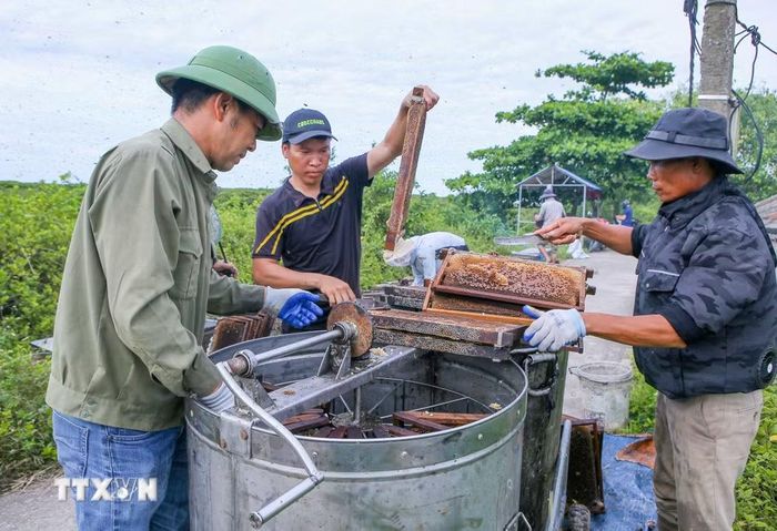 Trong ảnh: Nuôi ong sú vẹt tại Vườn quốc gia Xuân Thủy. (Ảnh: Công Luật/TTXVN)