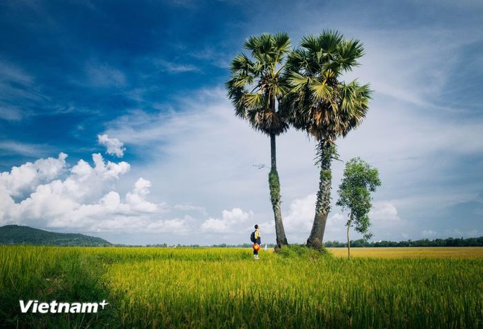 Cây thốt nốt - đặc sản của mảnh đất An Giang. (Ảnh: Vương Công Nam/Vietnam+)