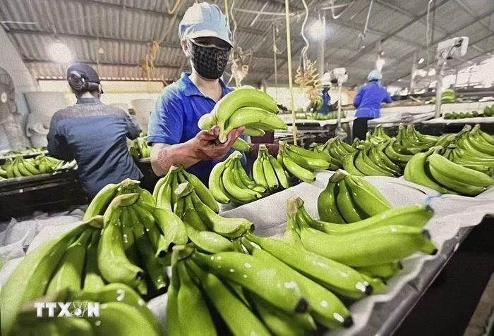 Đóng gói chuối xuất khẩu. (Ảnh: Hồng Nhung/TTXVN)