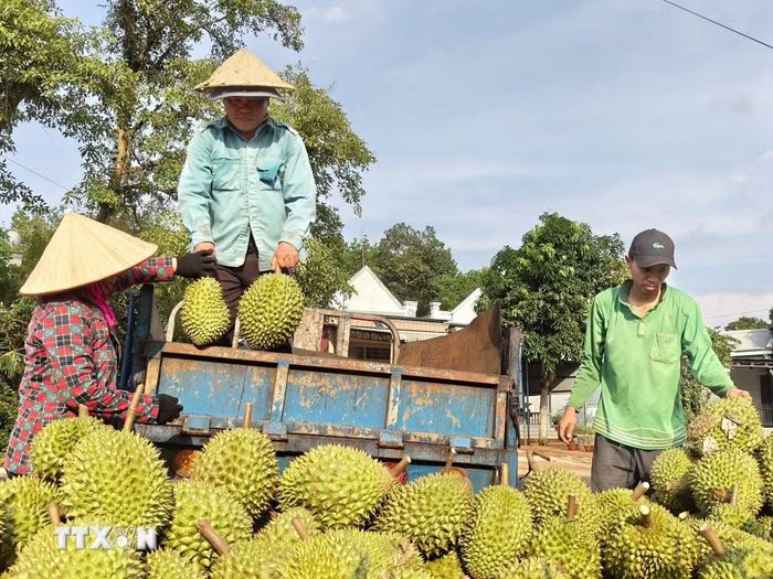 Trong số hàng chục loại trái cây đã xuất ngoại, sầu riêng là sản phẩm hiếm hoi trong nhóm rau quả đã vươn lên thành “ngôi sao,” mang về hàng tỷ USD mỗi năm. (Ảnh: K GƯỈH/TTXVN)