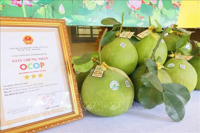 Sản phẩm OCOP 3 sao Bưởi da xanh của Hợp tác xã Cây ăn trái Minh Thắng (Đồng Nai). Ảnh: Nhật Bình/TTXVN