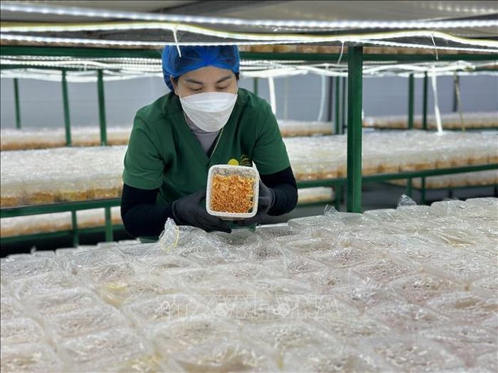 Hợp tác xã Nấm Tam Đảo (tỉnh Phú Thọ) luôn kiểm tra, theo dõi sự phát triển của các nấm đông trùng hạ thảo để đảm bảo chất lượng sản phẩm đến tay người tiêu dùng. Ảnh: Nguyễn Thảo/TTXVN