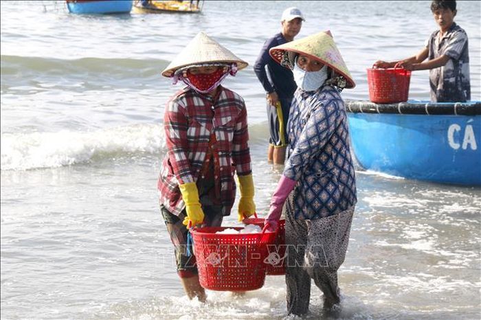 Cá cơm được vận chuyển vào bờ tập kết. Ảnh: Hồng Hiếu/TTXVN.