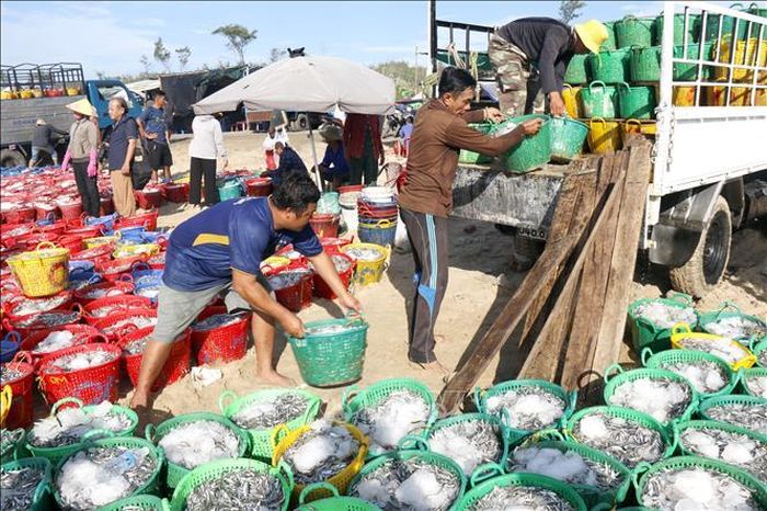 Vận chuyển cá cơm mang đi tiêu thụ. Ảnh: Hồng Hiếu/TTXVN.