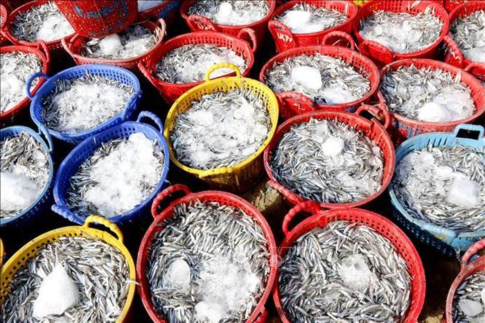 Những giỏ cá cơm đầu mùa tươi rói, kích cỡ to và đồng đều. Ảnh: Hồng Hiếu/TTXVN.