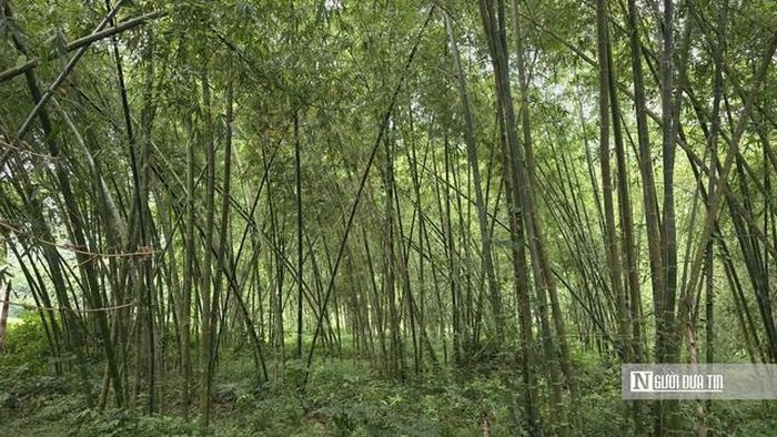 Nhà máy sản xuất ván tre ép OSB staBOO Thanh Hóa đi vào hoạt động sẽ là nơi tiêu thụ nguồn nguyên liệu là cây tre, luồng lớn, ổn định của miền tây xứ Thanh.