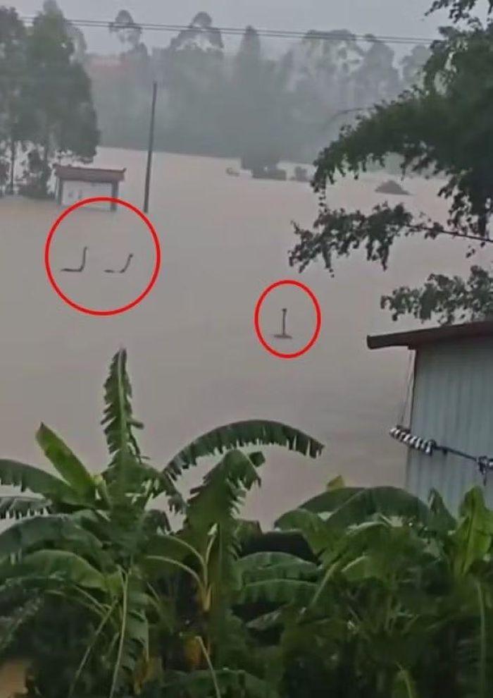 Hình ảnh đàn rắn bị nước lũ cuốn trôi. Ảnh: Creaders.
