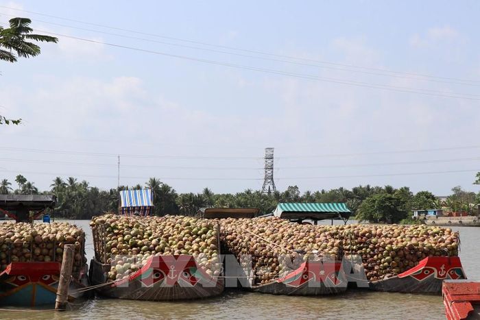 Dừa nguyên liệu được doanh nghiệp thu mua, tập kết tại xã Nhị Long, tỉnh Vĩnh Long, để đưa đi chế biến. Ảnh: Thanh Hòa - TTXVN