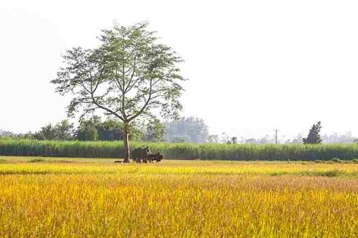 Sắc vàng trên cánh đồng ở Nghệ An. Ảnh: báo Dân Việt