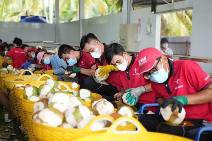 Công nhân cơ chế dừa tươi tại Công ty Vina T&T Group. Ảnh: Quốc Hải