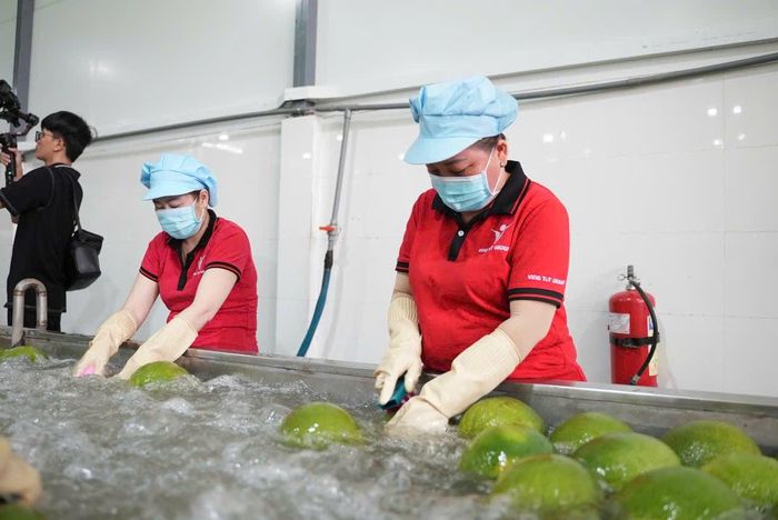 Công nhân sơ chế bưởi da xanh. Ảnh: Quốc Hải