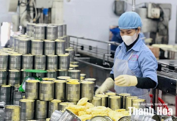 Sản xuất dứa xuất khẩu tại Công ty CP Chế biến nông sản Trung Thành, thôn 3, xã Thắng Lợi.