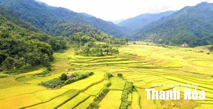 Mùa vàng bội thu góp phần gìn giữ nghi lễ cúng cơm mới trong đồng bào dân tộc thiểu số ở xứ Thanh. Ảnh tư liệu