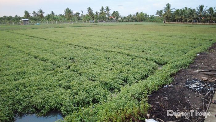 Ruộng rau của người dân tại xã Long Hưng bị thiệt hại.