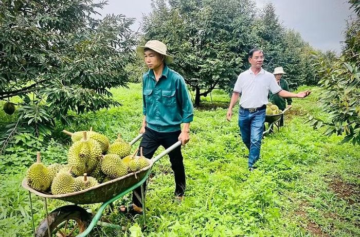 Vườn sầu riêng rộng 15 ha với 1.600 cây của ông Nguyễn Chất Sâm (xã Ia Ly) đang thời kỳ thu hoạch, cho lợi nhuận gần 7 tỷ đồng mỗi năm. Ảnh: M.P