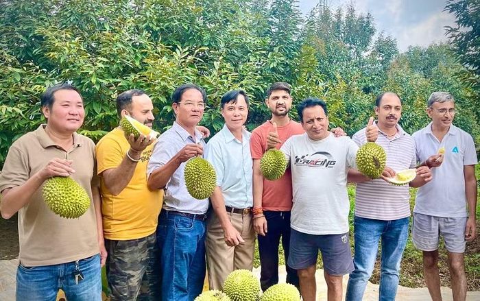 Nhiều du khách Ấn Độ đến thưởng thức hương vị sầu riêng thơm ngon và trải nghiệm mô hình du lịch sinh thái gắn với trải nghiệm nông nghiệp tại đây. Ảnh: C.S