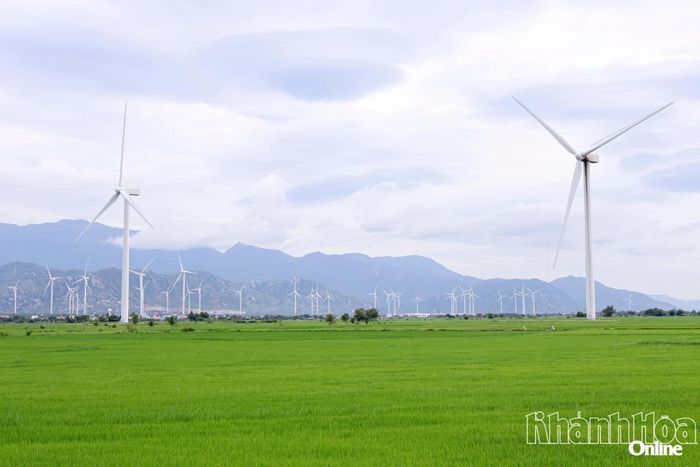 Cánh đồng điện gió Thuận Bắc mùa lúa đang độ non xanh.