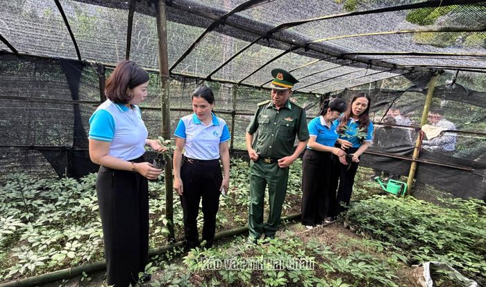 Đoàn công tác tham quan mô hình trồng sâm Lai Châu tại xã Sin Suối Hồ.