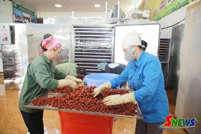 Chế biến mận sấy dẻo tại HTX Nông nghiệp Quyết Thanh, phường Thảo Nguyên.