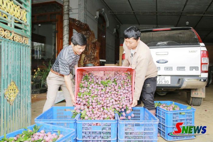 HTX Nông sản sạch Mộc Châu thu mua, tiêu thụ mận hậu cho người dân.