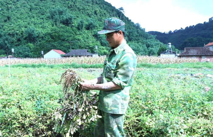 Người dân thôn Vũ Thắng, xã Tân Tri thu hoạch lạc