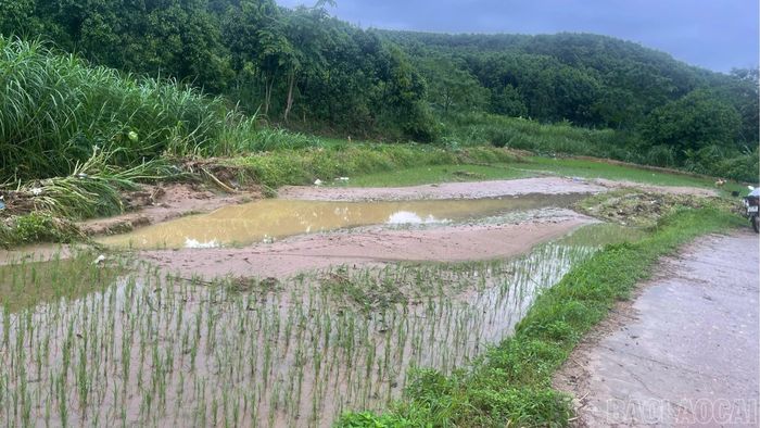 Mưa lớn làm khoảng 11,5 ha lúa ven suối tại 4 thôn của xã Trấn Yên bị ảnh hưởng.