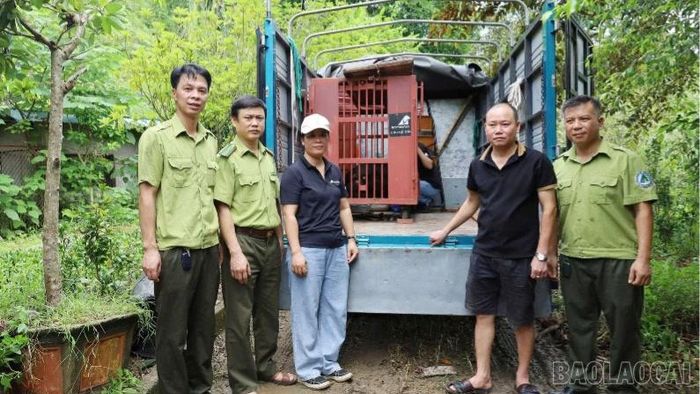 Trung tâm Du lịch và Bảo tồn sinh vật Hoàng Liên tiếp nhận cá thể gấu do người dân giao nộp.