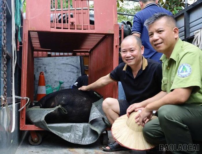 Hộ dân bàn giao cá thể gấu cho cơ quan chức năng.
