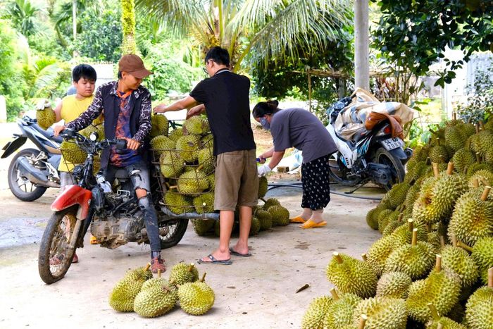 Người dân xã Đạ Huoai thu hoạch, vận chuyển sầu riêng từ vườn rẫy ra các vựa thu mua