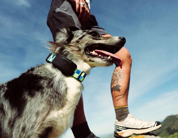 Fi Ultra attaches to the dog's collar.