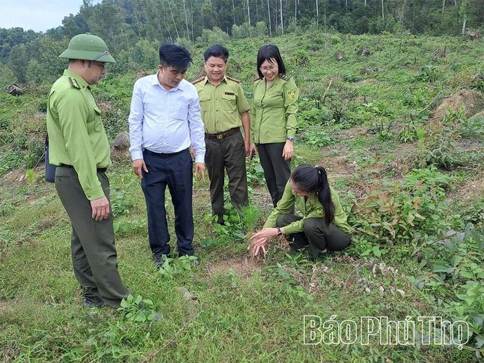 Cán bộ Hạt Kiểm lâm Tam Đảo - Tam Dương kiểm tra chất lượng cây giống.