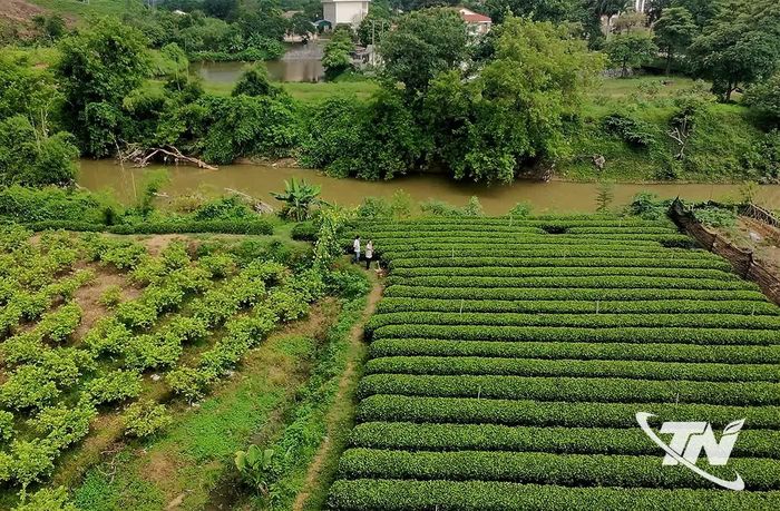 Các hoạt động sản xuất nông nghiệp trên địa bàn tỉnh Thái Nguyên đủ điều kiện theo quy định khi bị thiệt hại do thiên tai đều sẽ được chi trả hỗ trợ nhanh chóng, kịp thời.