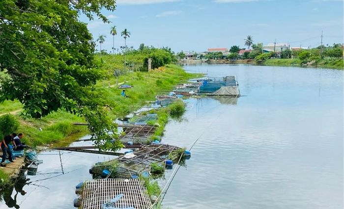 Nắng nóng kéo dài gây cá chết rải rác cho các hộ nuôi cá lồng trên sông Bồ 