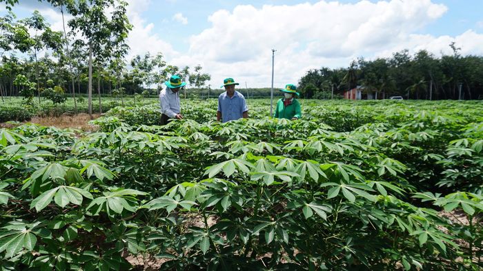 Kiểm tra sinh trưởng của cây sắn tại một vùng nguyên liệu ở Tây Ninh. Địa phương định hướng giữ ổn định diện tích, đồng thời nâng năng suất và chất lượng nguyên liệu. Ảnh: Lưu Bình.