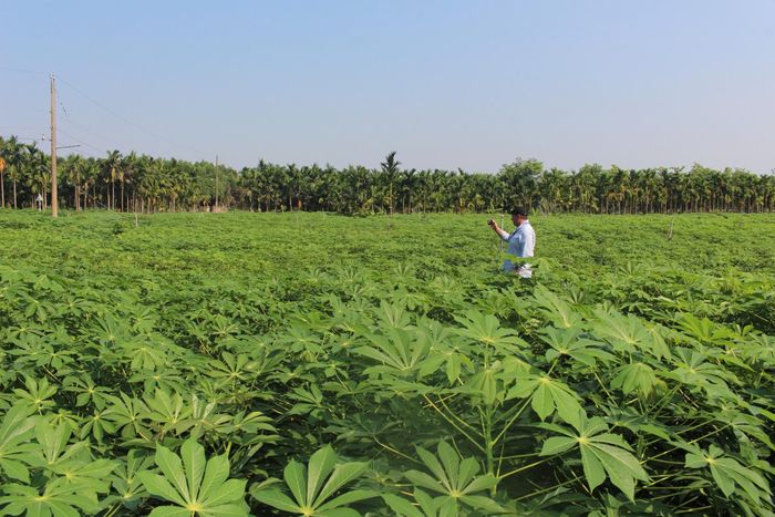 Vùng trồng sắn là nền tảng của ngành chế biến, nhưng người sản xuất chỉ có thể yên tâm gắn bó khi đầu ra và giá mua đủ ổn định. Ảnh: Lưu Bình.