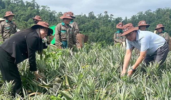 Lãnh đạo xã Tri Lễ cùng bà con nhân dân trong vụ thu hoạch dứa. Ảnh: Quốc Huy