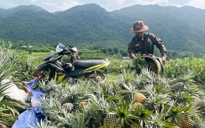 Anh Xồng Bá Giờ thu hái dứa về tập kết cho mùa thu hoạch đầu tiên. Ảnh: Quốc Huy