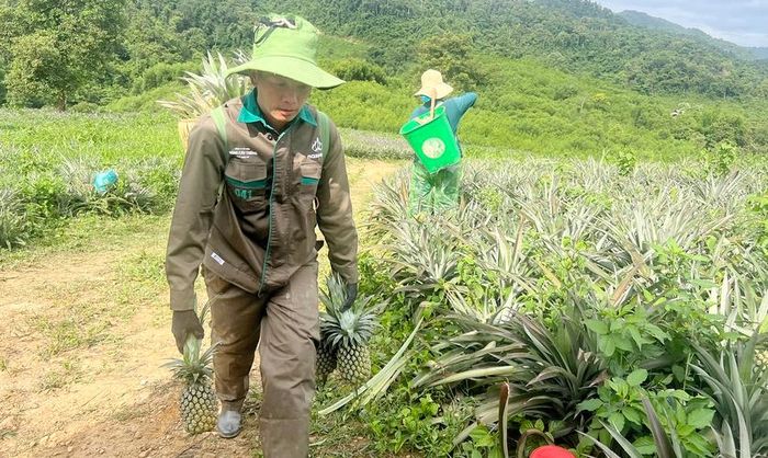 Gùi dứa về bãi tập kết trong ngày hội thu hoạch. Ảnh: Quốc Huy