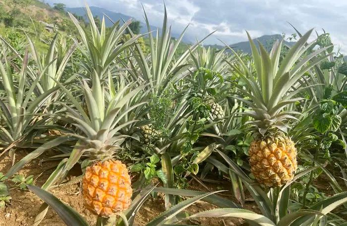 Cây dứa sinh sôi phát triển rất tốt tại vùng đất xã Tri Lễ.