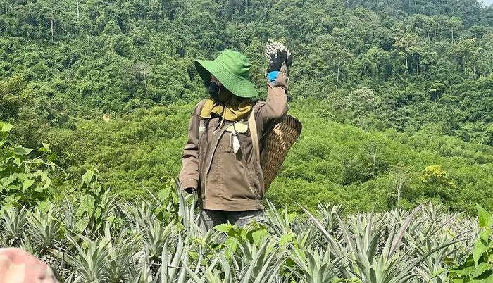 Cô gái vùng cao thu hoạch dứa đầu mùa. Ảnh: Quốc Huy