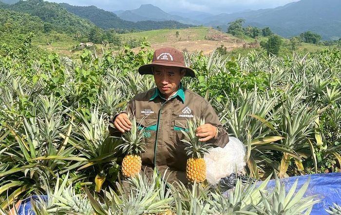 Những quả dứa sẽ góp phần thúc đẩy quy mô, diện tích trồng ở nhiều nơi xung quanh khu vực xã Tri Lễ. Ảnh: Quốc Huy