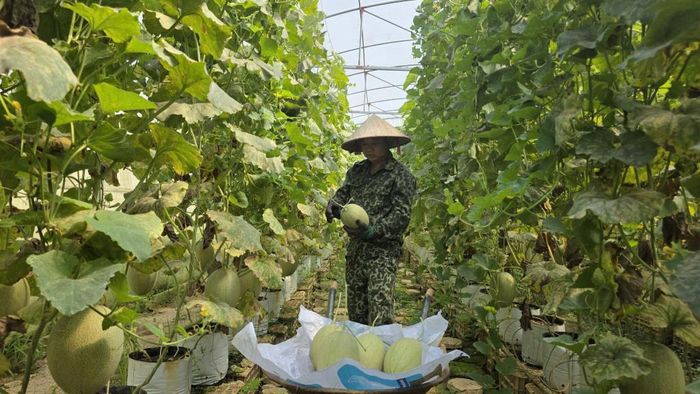Người dân thu hoạch dưa lưới.
